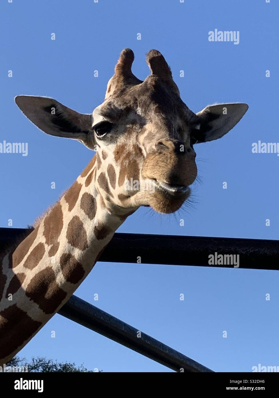 Girafe sticking tongue out Banque D'Images