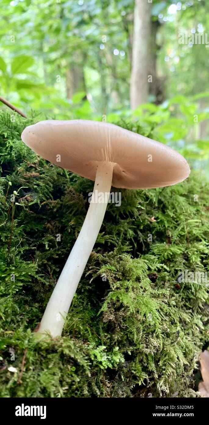 Champignons sauvages pris dans une forêt ancienne Banque D'Images