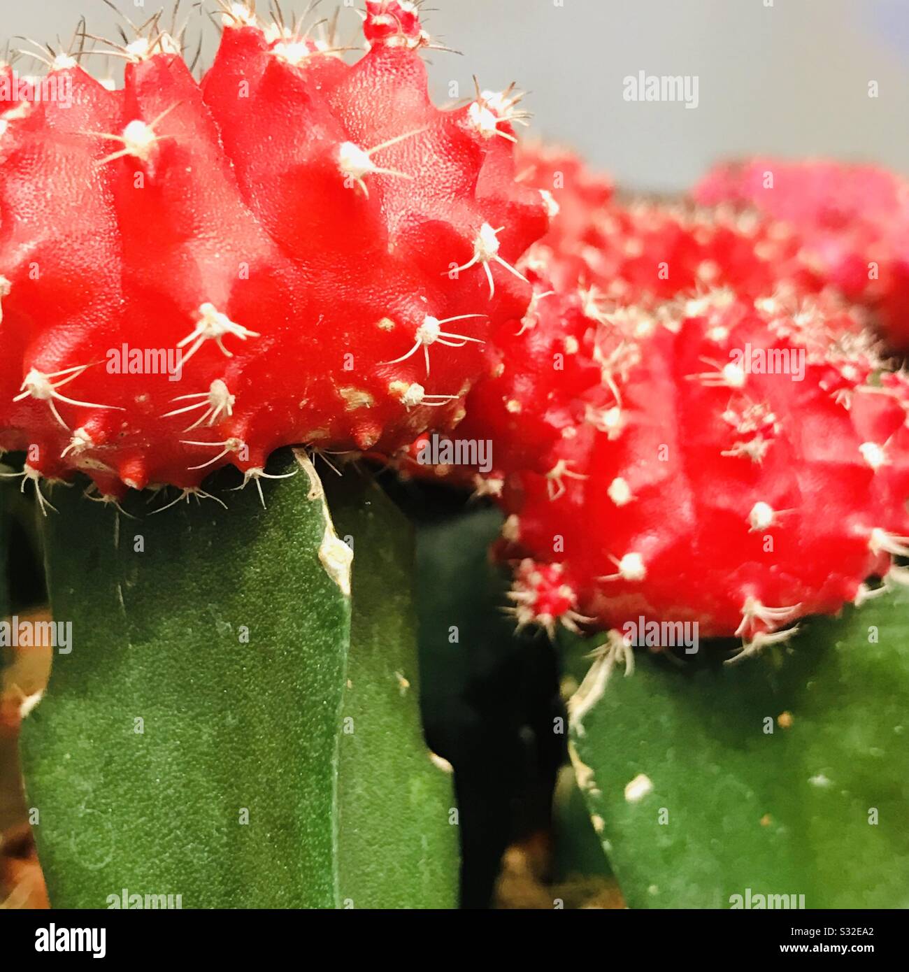 Image agrandie de la plante de cactus greffée de couleur rouge vif, épines de brousse , cactus Banque D'Images