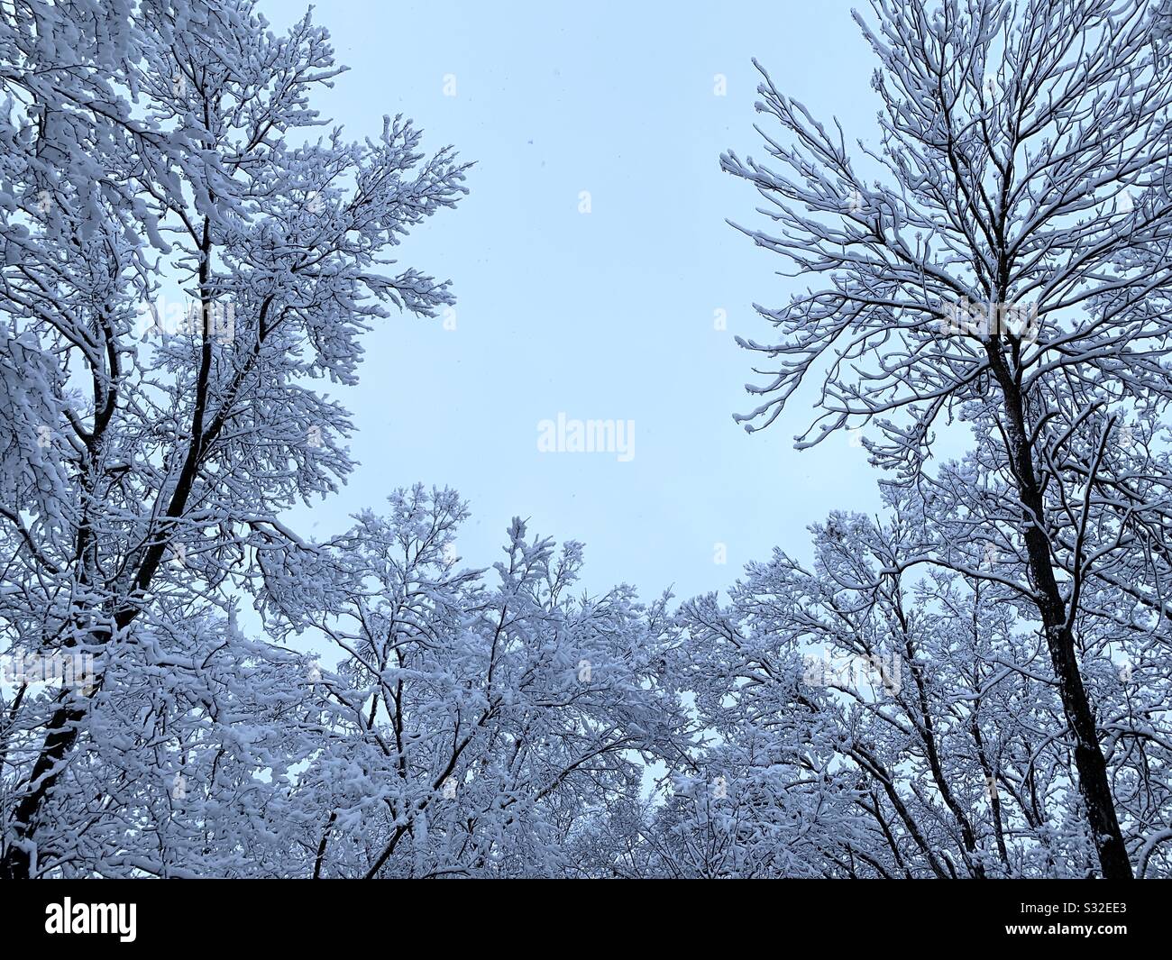 Arbres enneigés et ciel - Image de stock capturée avec un smartphone