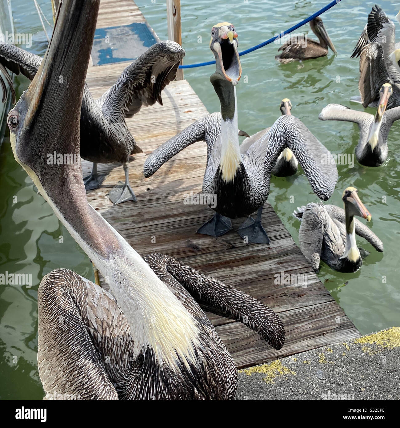 Pélicans affamés - Image de stock capturée avec un smartphone