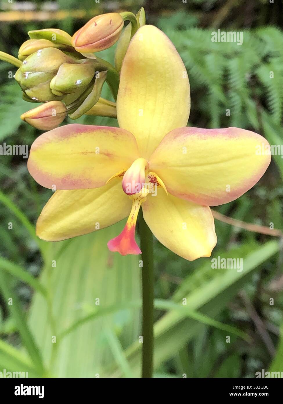 Orchidée jaune Banque D'Images