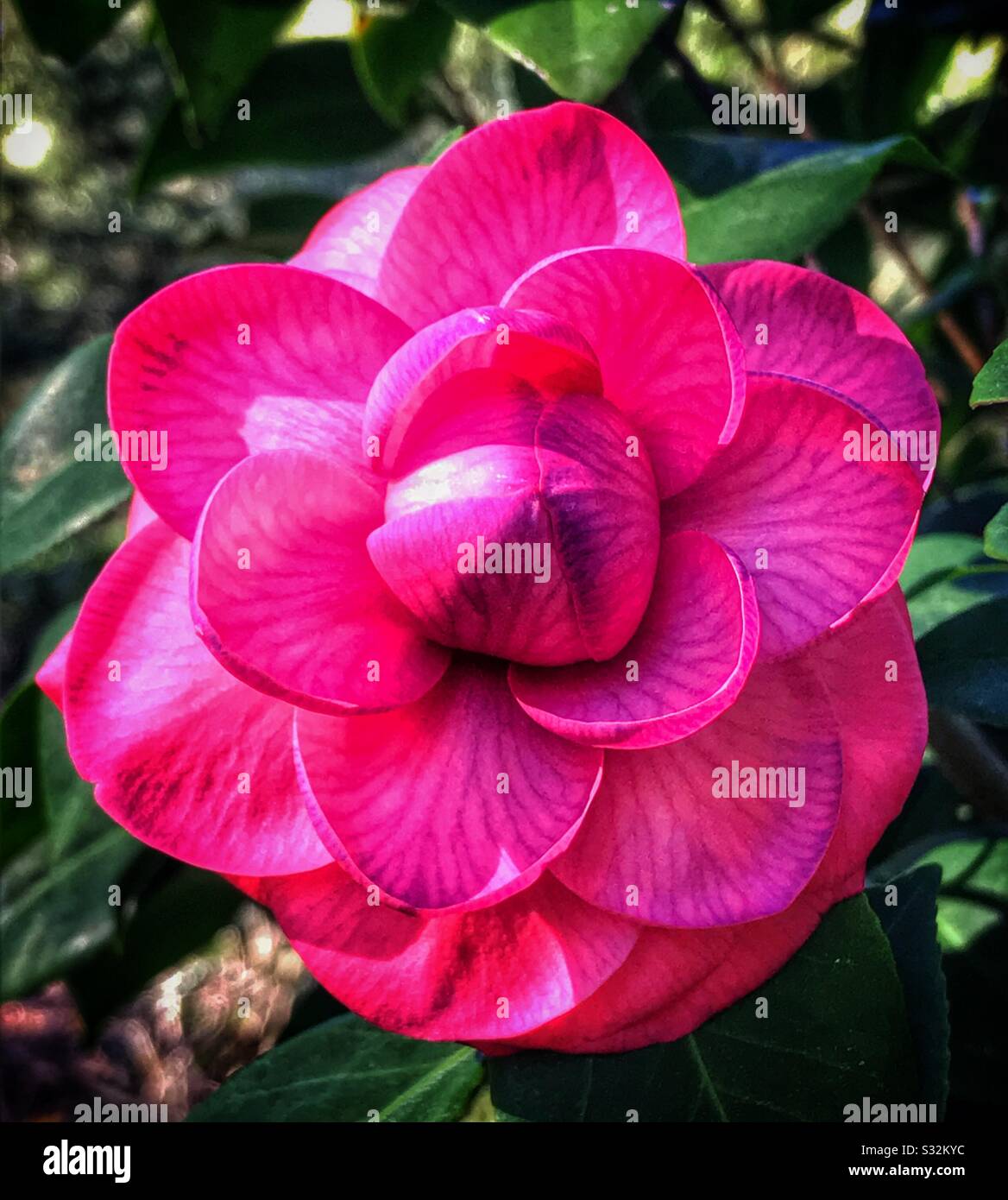 Rose chaud Camellia japonica en pleine floraison - Image de stock capturée avec un smartphone