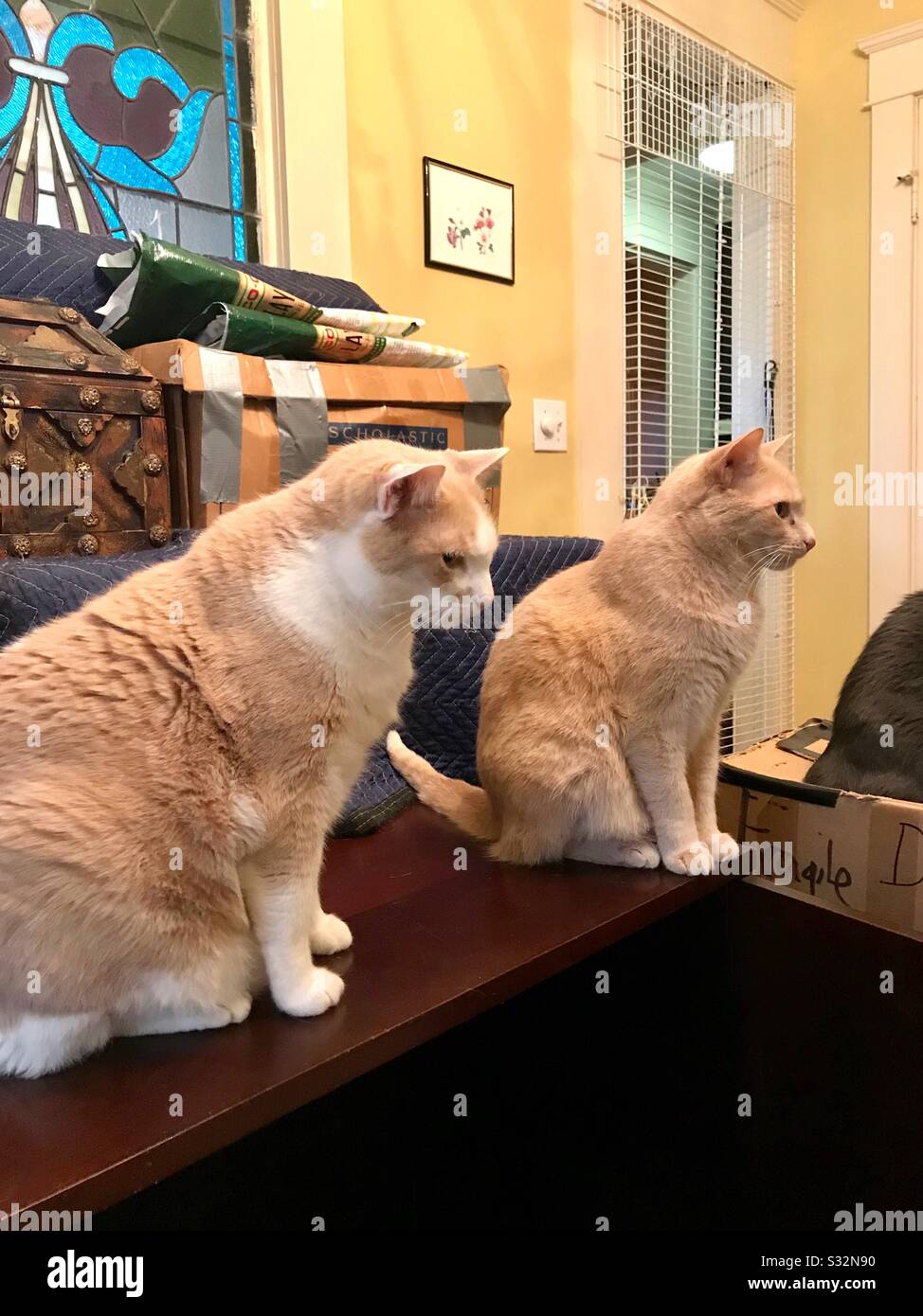 Portrait de deux beaux frères de chat de chaton de shorthair domestique ambré, l'un est ambré avec des pattes blanches et la poitrine Banque D'Images