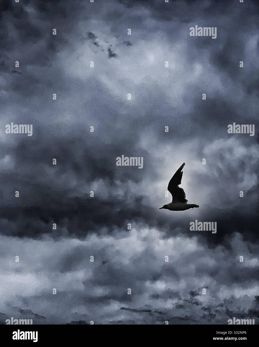 Silhouette d'oiseau volant à travers le ciel sombre et nuageux - Image de stock capturée avec un smartphone