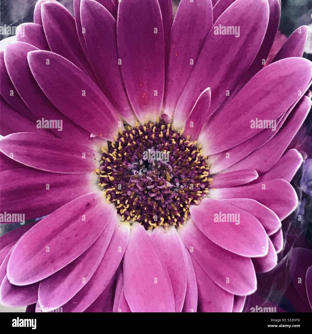 Gros plan pic de magnifique fleur de Gerbera en mode changement de couleur , une création de dieu - belle couleur et pétales , pollen avec centre mou Banque D'Images