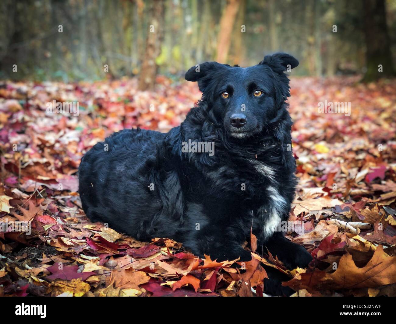 Chien noir dans les feuilles d'automne Banque D'Images