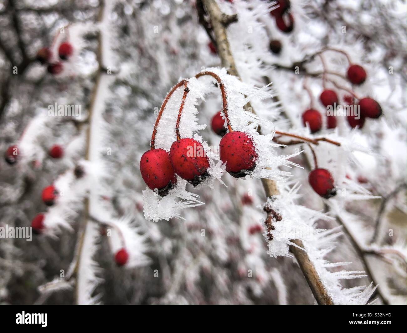 Fruits rouges en hiver Banque D'Images