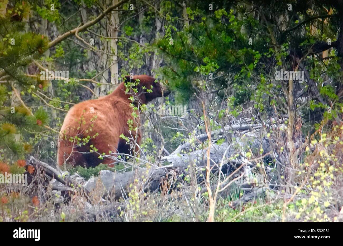 Faune canadienne. Ours grizzli, Ursus arctos horribilis , chasse, recherche de nourriture, rocheuses canadiennes, Banque D'Images