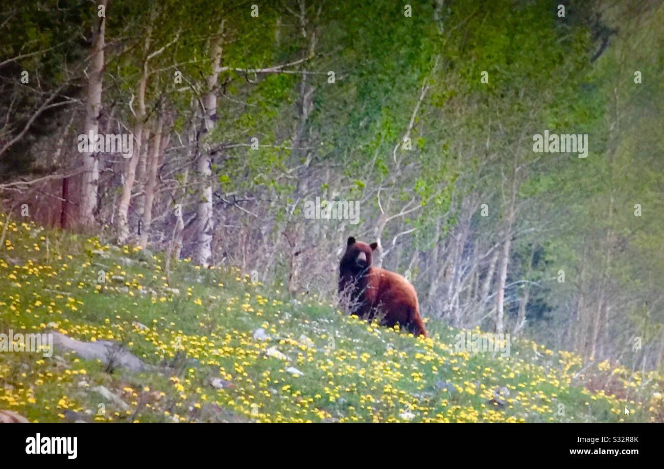 Ours grizzli, faune des Rocheuses canadiennes - Image de stock capturée avec un smartphone Ours grizzli, faune des Rocheuses canadiennes - Image de stock capturée avec un smartphone