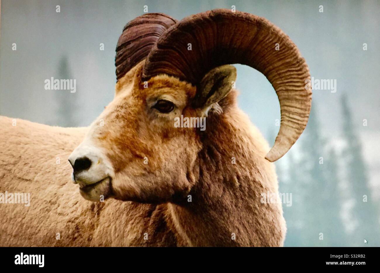 Faune de l'Alberta, des Rocheuses canadiennes, des moutons de bigorn, de la faune sauvage. - Image de stock capturée avec un smartphone Faune de l'Alberta, des Rocheuses canadiennes, des moutons de bigorn, de la faune sauvage. - Image de stock capturée avec un smartphone
