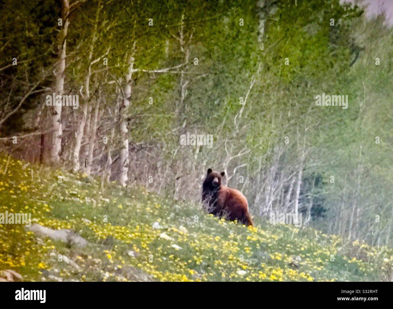 Faune de l'Amérique du Nord, grizzli, animal, pâturage, recherche, chasse Banque D'Images