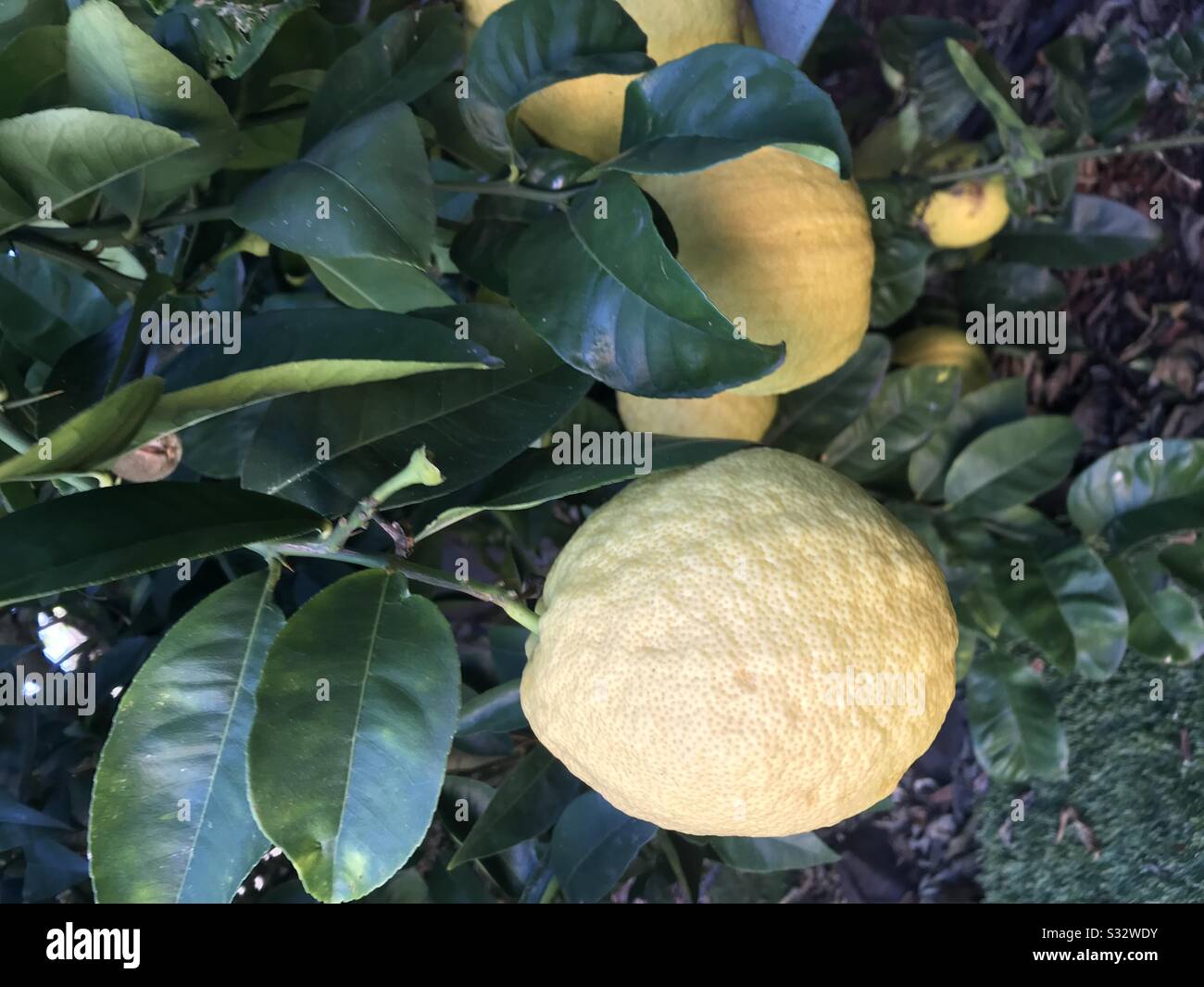 Pamplemousse dans l'arbre - Image de stock capturée avec un smartphone