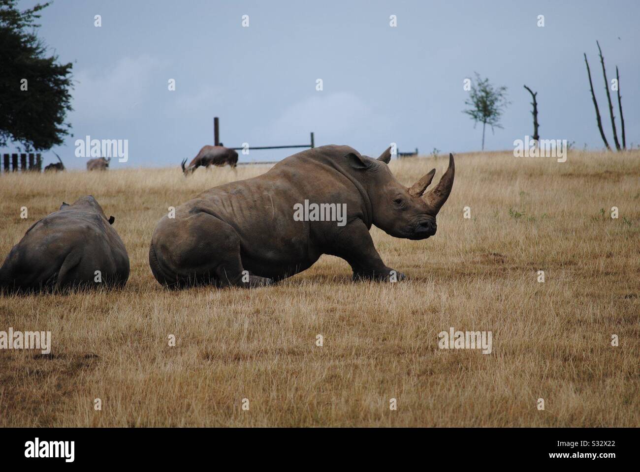 Chilling Rhino Banque D'Images