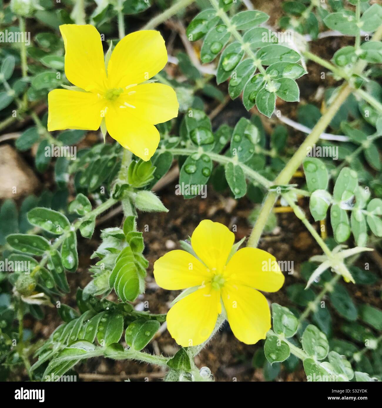 Tribulus Terrestris connu sous le nom de Noxious weed , l'Inde de mauvaises herbes avec fleur jaune avec des gouttes de rosée sur elle a pris pic le matin .weed avec des épines fortes Banque D'Images