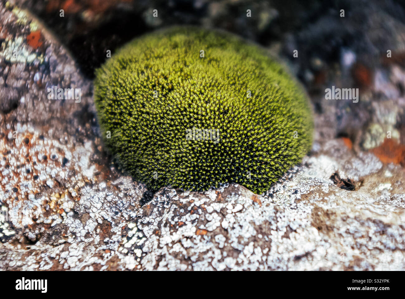 Moss ball sur la roche á. Banque D'Images