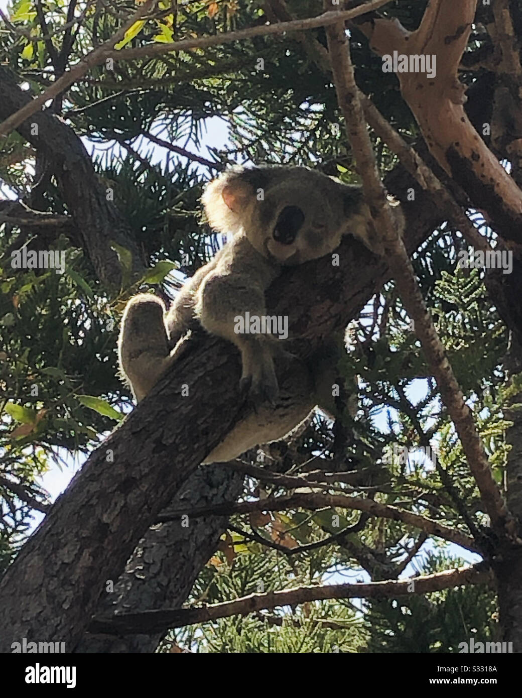 Un koala sauvage embrassant un arbre Banque D'Images