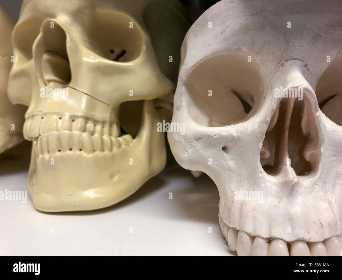 Crânes humains en plastique, utilisés pour enseigner aux étudiants en médecine. Banque D'Images