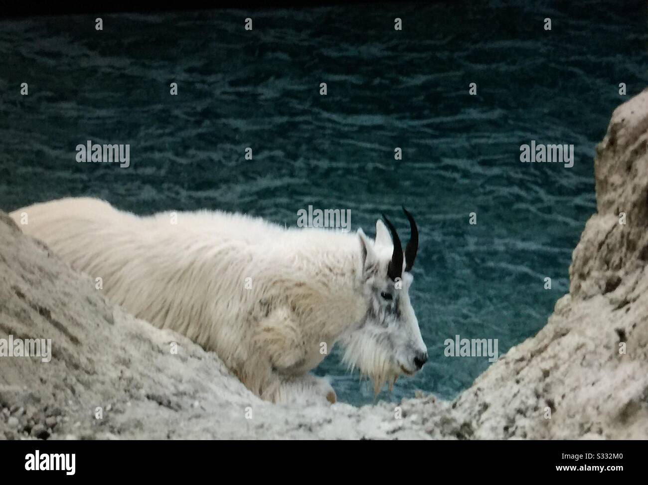 Faune de l'Amérique du Nord, chèvre de montagne, (Oreamnos americanus), chèvre des montagnes Rocheuses Banque D'Images