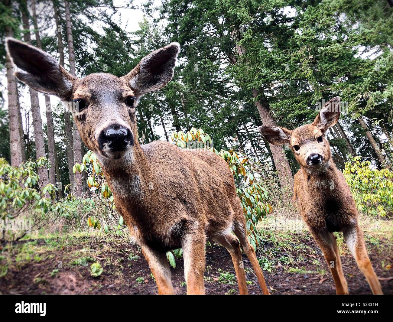 Un cerf et sa fraye, près d'Eugene, Oregon, États-Unis. Banque D'Images