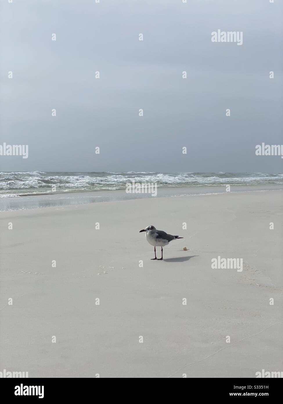 Une seule guette près de la plage - Image de stock capturée avec un smartphone