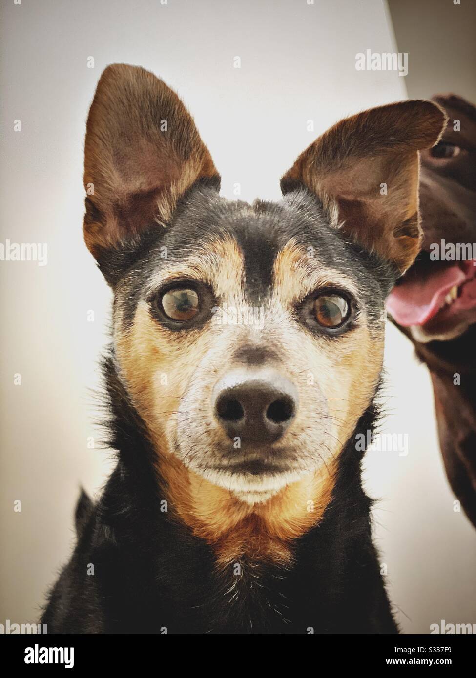 Un Labrador au chocolat est vu photosombing le portrait d'un vieux chien Jack Russell. Les animaux de compagnie mignons et heureux dans la maison Banque D'Images