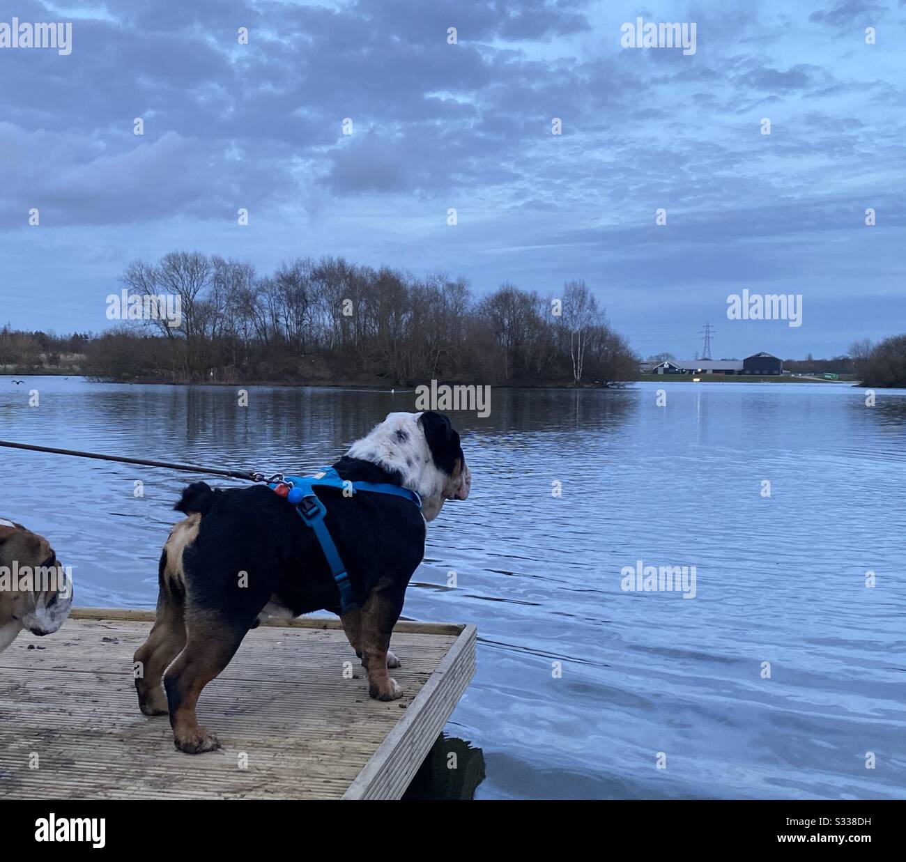 Le chien noir et blanc anglais/britannique de tauldog se promenait et regarda le lac Banque D'Images