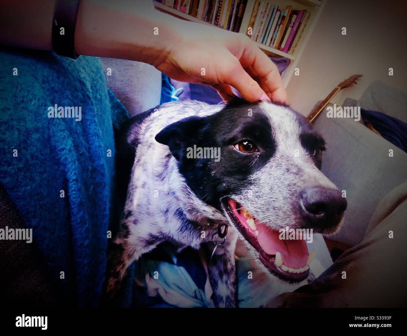 Un bras rayant la tête d'un chien heeler bleu. Banque D'Images