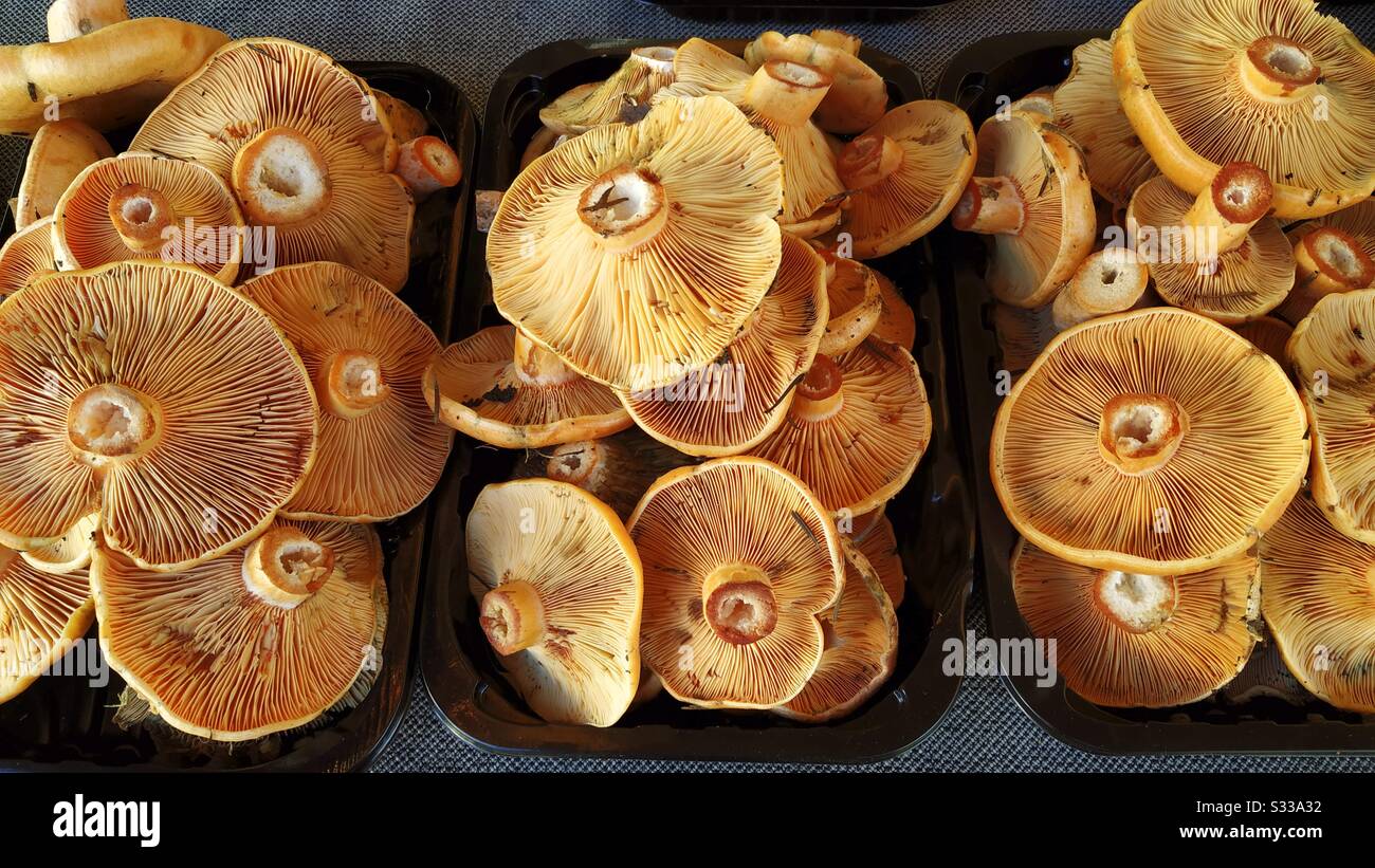 Lait de safran à vendre. Lactarius deliciosus. Banque D'Images