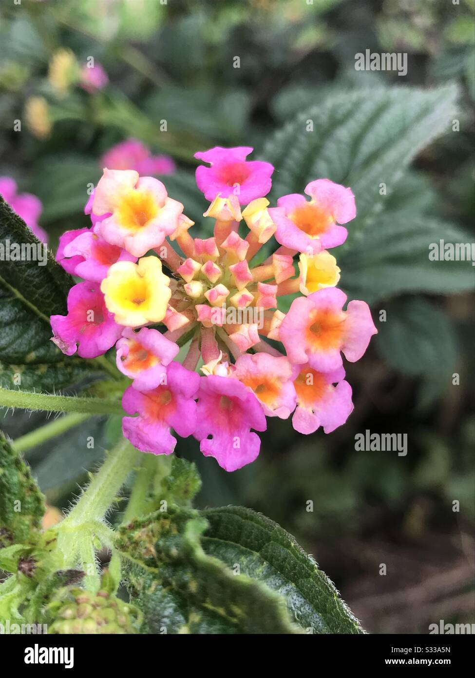 Pink Lantana camara ‘Mutablis’ plante à fleurs de fines herbes de couleur vive, bouquet de petites fleurs dans une tige - Rose fleur, lantana flamme Lucky, verbena arbustive, tick-berry Banque D'Images