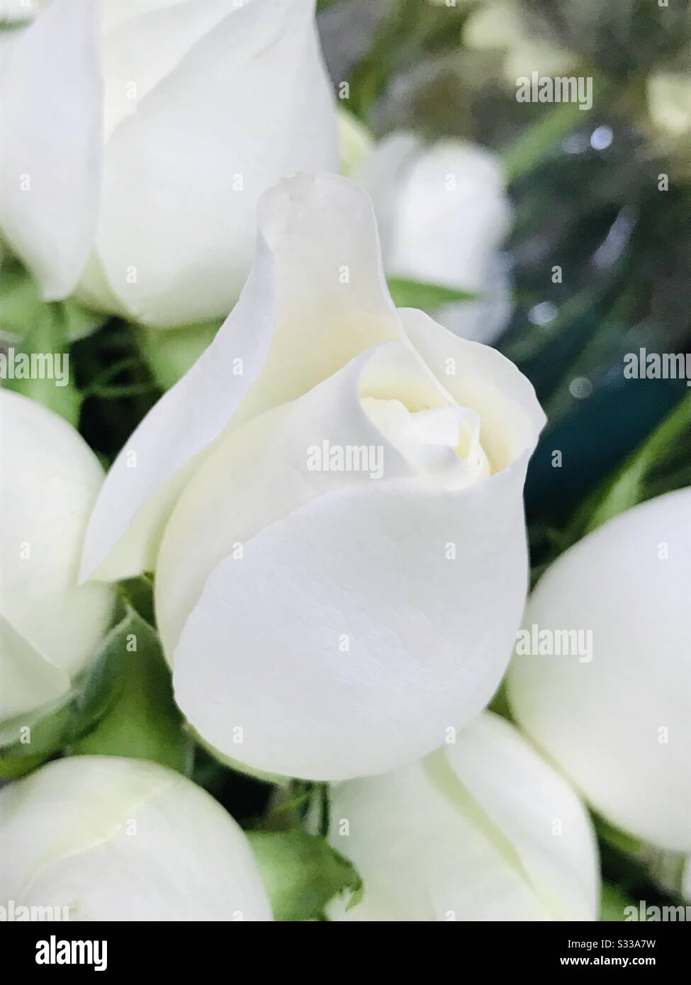 Bouquet pur blanc de mariée boutons de rose dans un panier -une fille  prépare le bouquet en utilisant des roses blanches - le blanc rappelle la  paix , l'innocence ..rose avec un