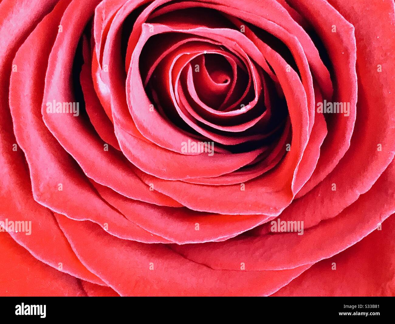 Rose rouge - Image de stock capturée avec un smartphone