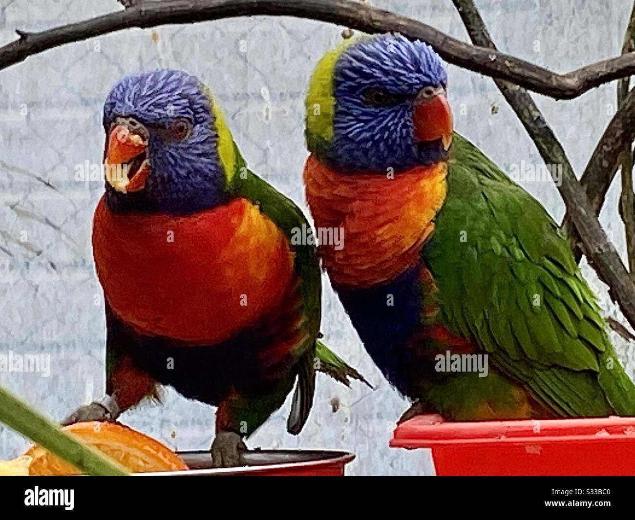 Rainbow Lorikeets au déjeuner partagé. Prise le 18 février 2020. Banque D'Images