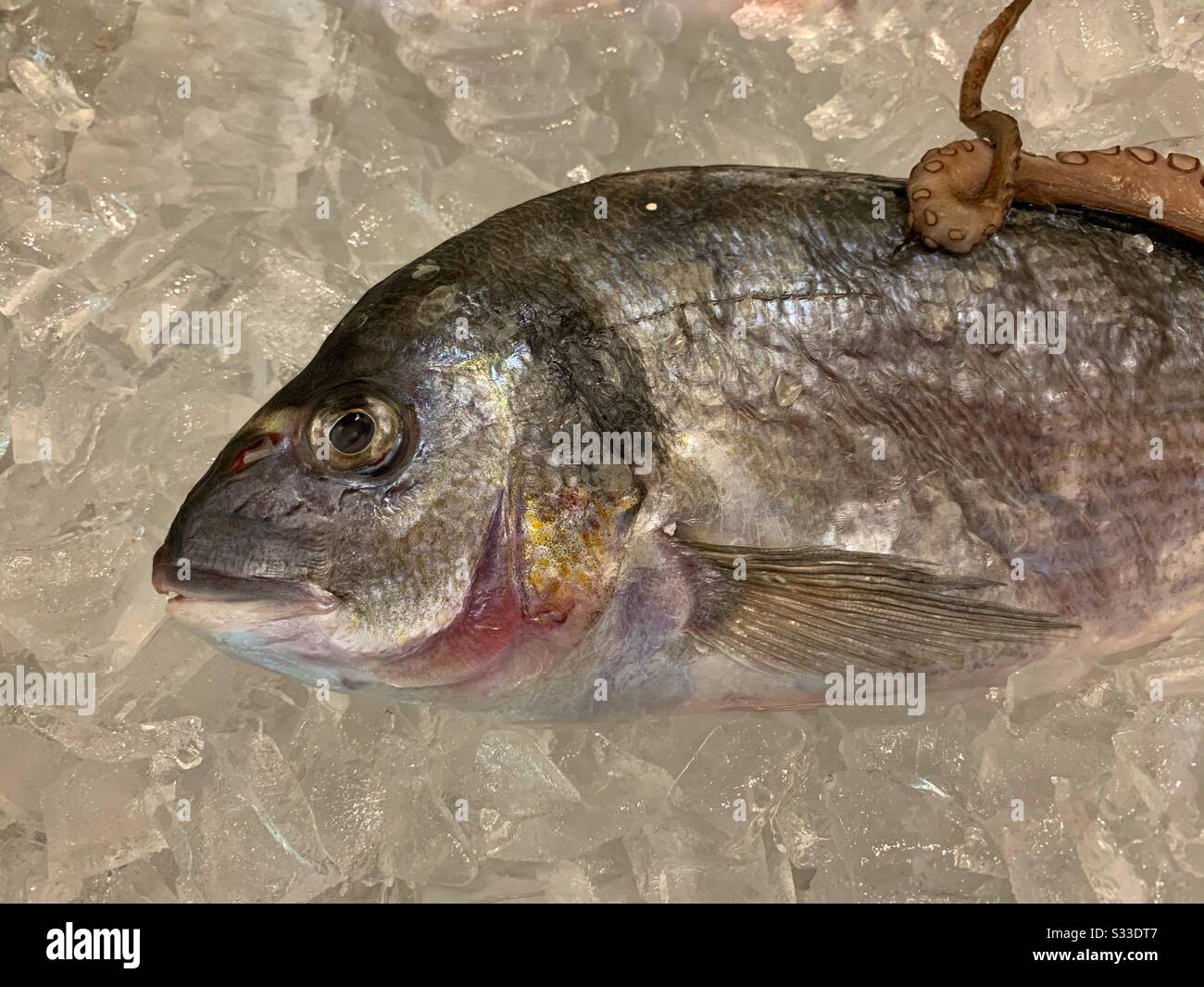 Loup de mer frais sur la glace Banque D'Images