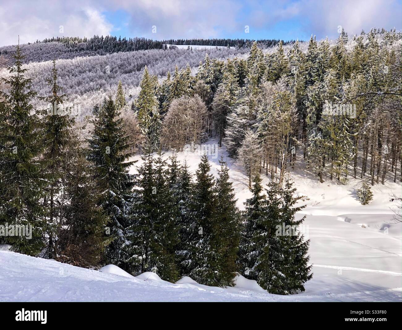 Forêt de conifères recouverte de neige - Image de stock capturée avec un smartphone