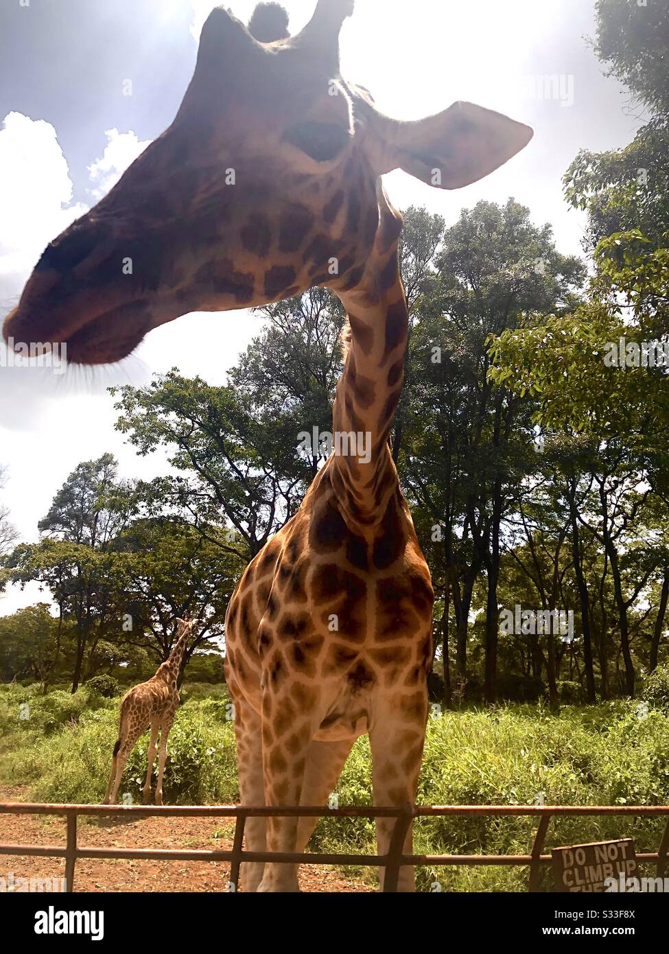 Girafe Up Close and Personal Banque D'Images