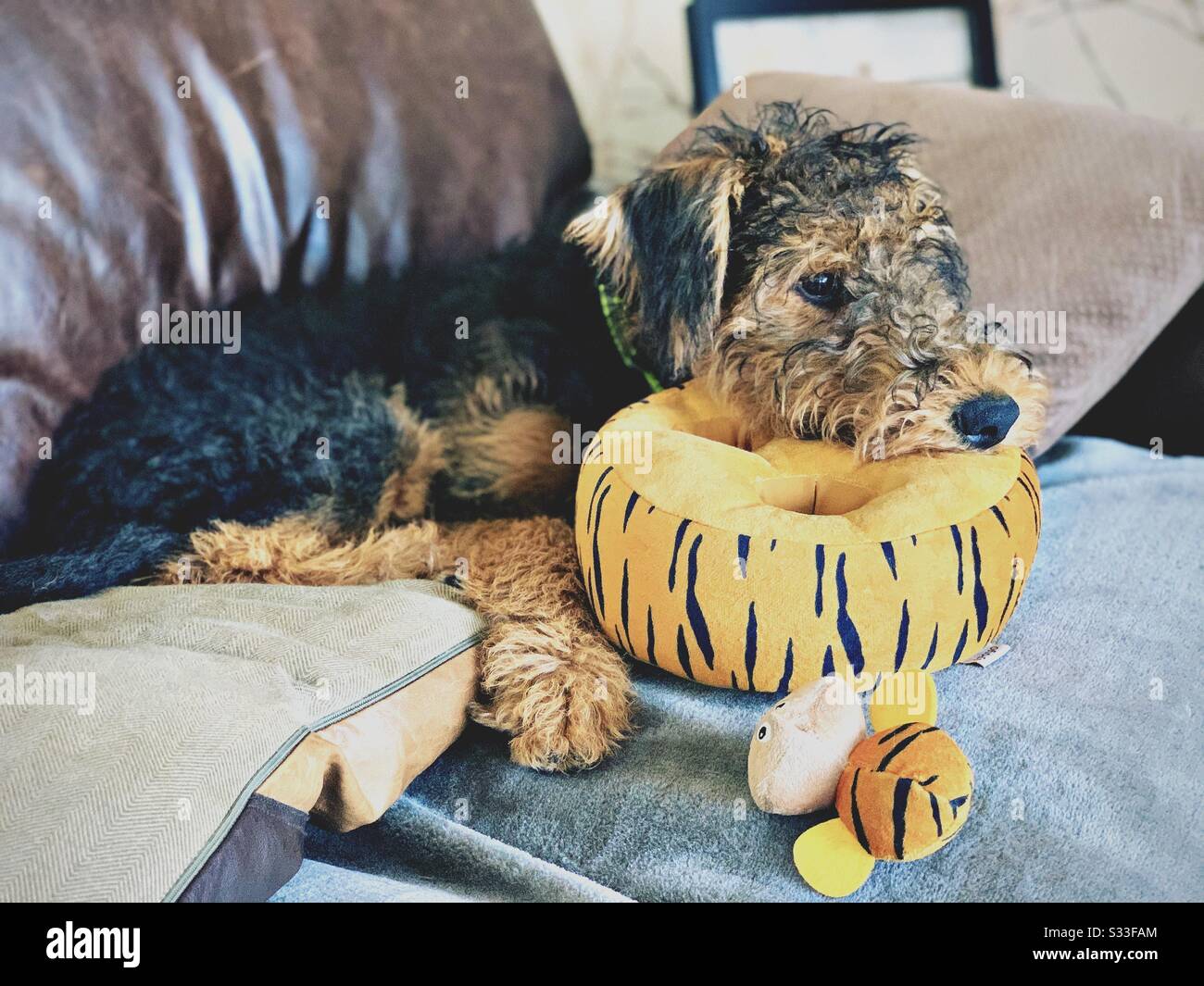 Vue rapprochée d'un chien chiot de terrier d'Airedale reposant sur un canapé avec un jouet doux farci. Banque D'Images