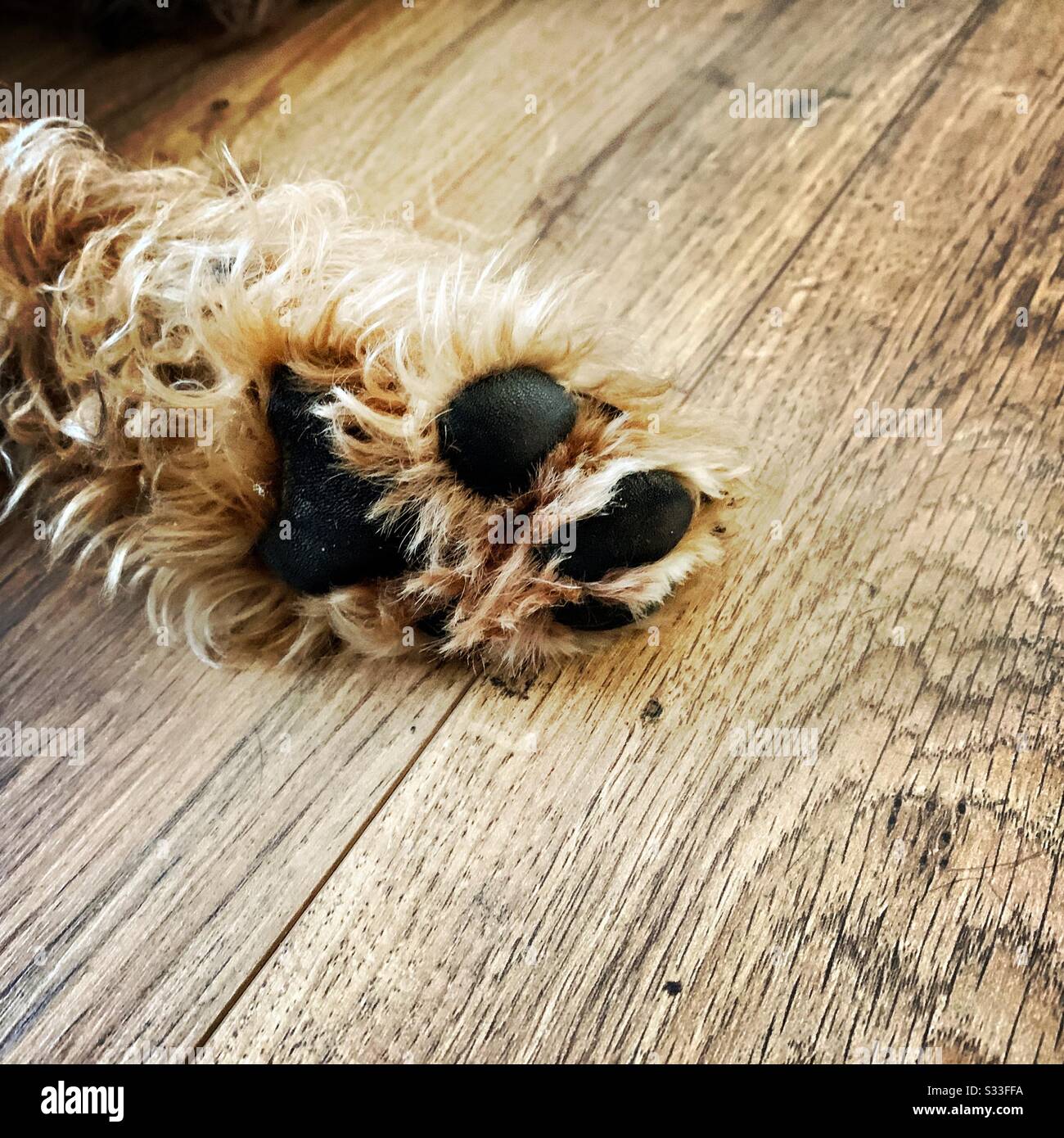 Gros plan sur la paw furry d'un jeune chien d'animal de compagnie d'Airedale Terrier reposant sur un parquet avec espace de copie Banque D'Images