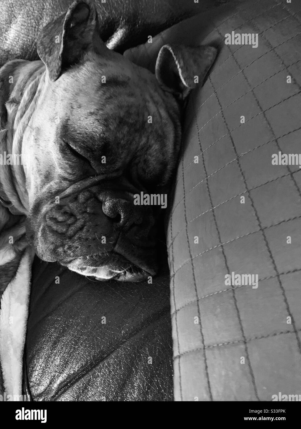 Photo en noir et blanc d'un chien de garde-botier à la maison. États-Unis, Amérique Banque D'Images