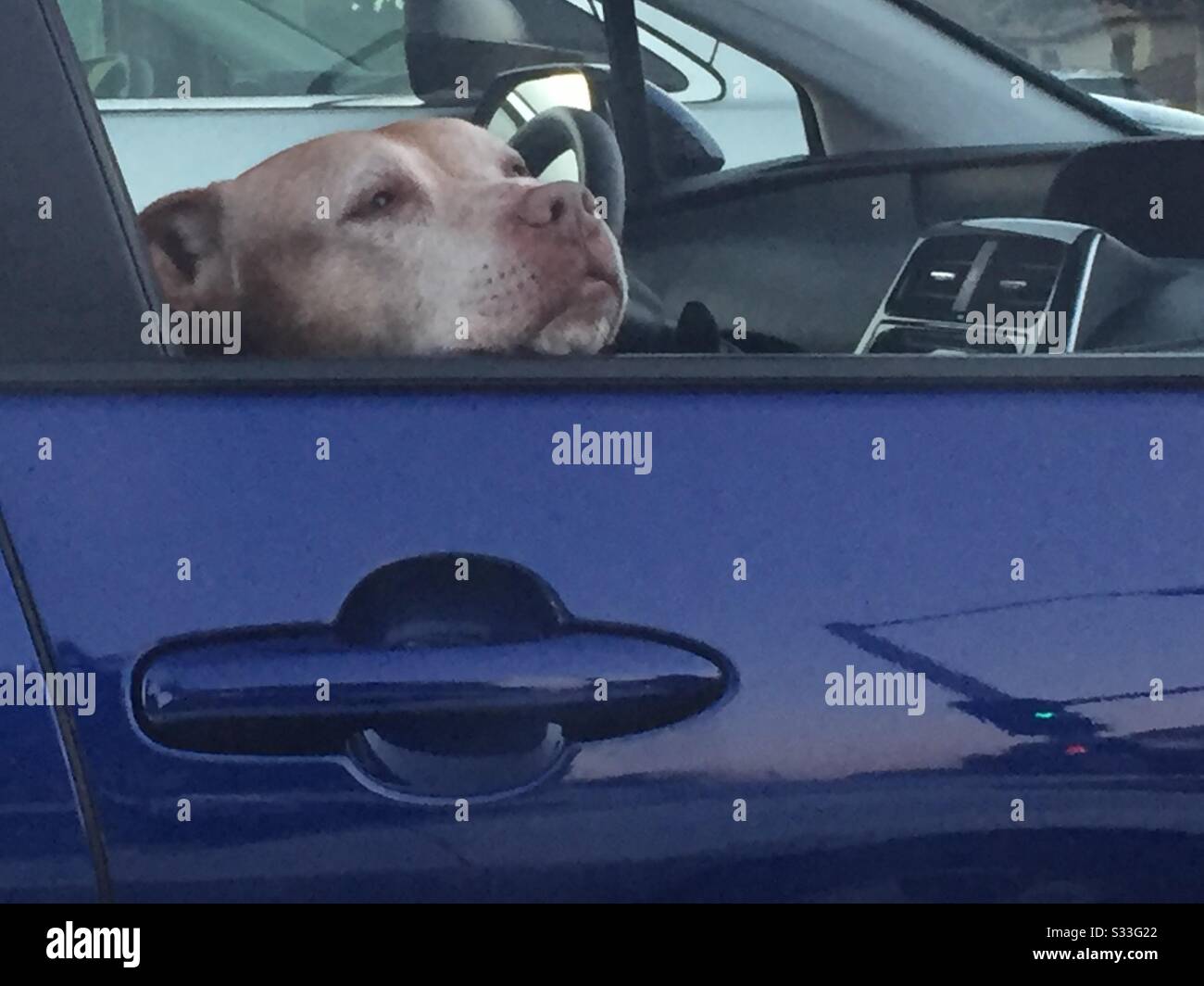 Chien en voiture Banque D'Images