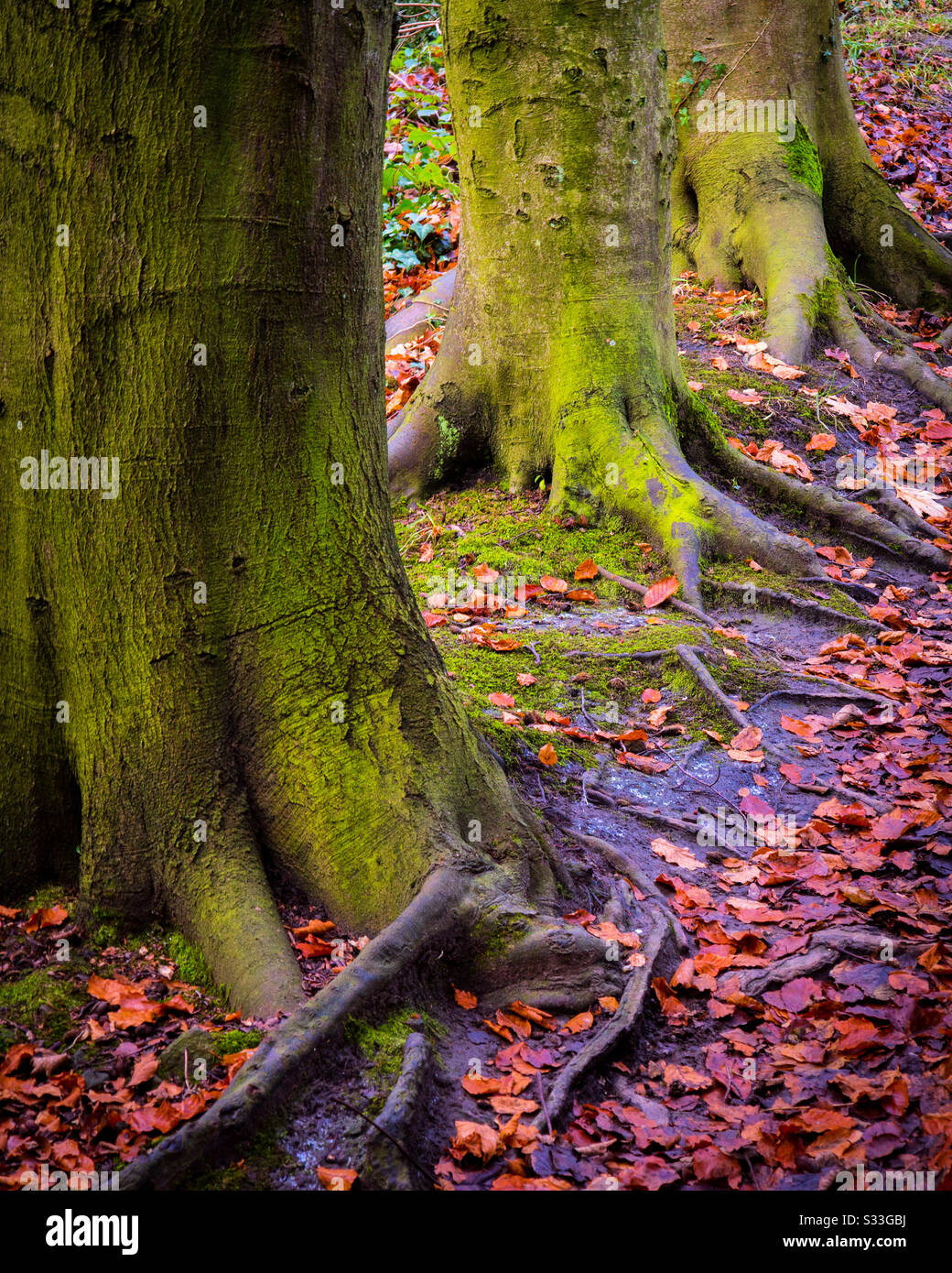 Troncs d'arbres et racines avec feuilles d'automne entourant le fond des arbres. Banque D'Images