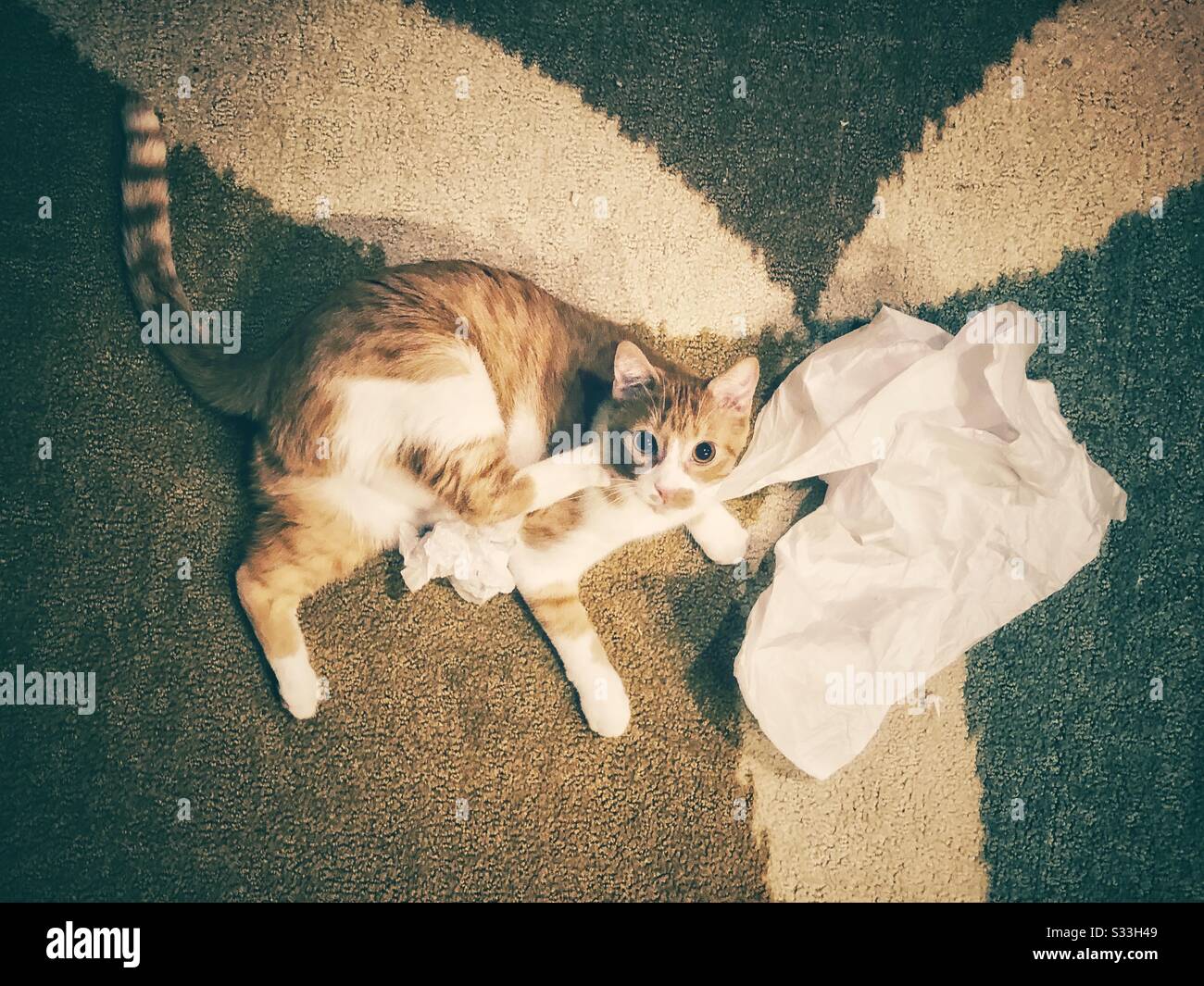 Le chat orange aime le temps de jeu avec du papier froissé. Banque D'Images