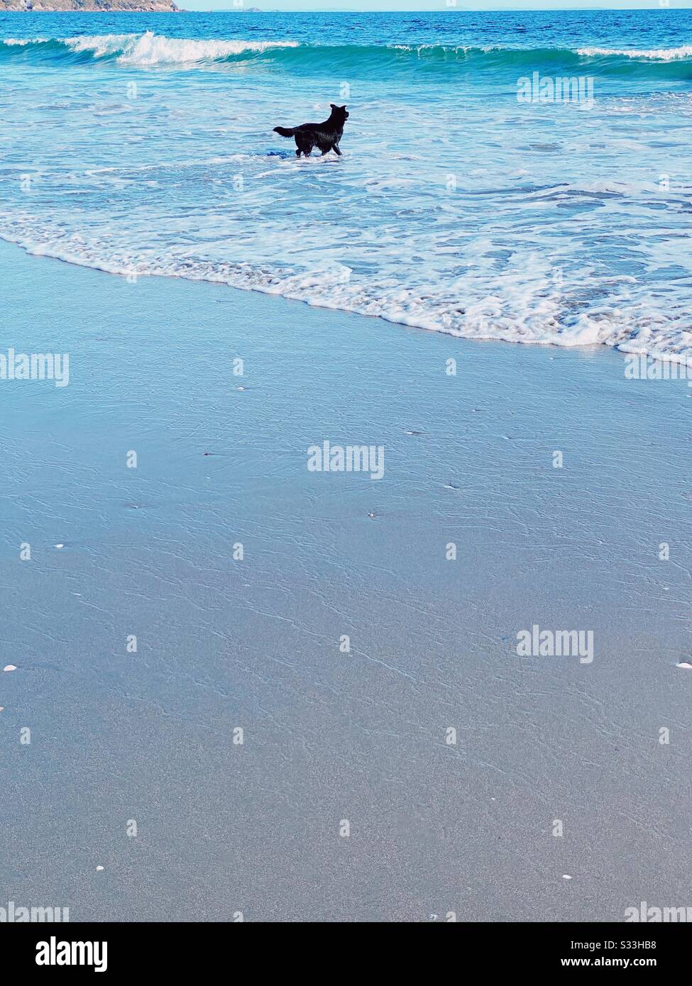 Chien noir qui s'ingérer dans l'océan à Onetangi Beach sur l'île Waiheke, en Nouvelle-Zélande. Février 2020. Banque D'Images