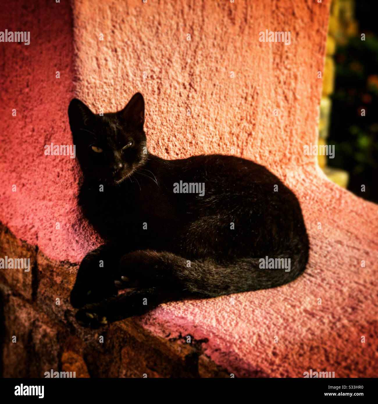 Chat noir reposant au soleil sur un mur de ferme grecque Banque D'Images
