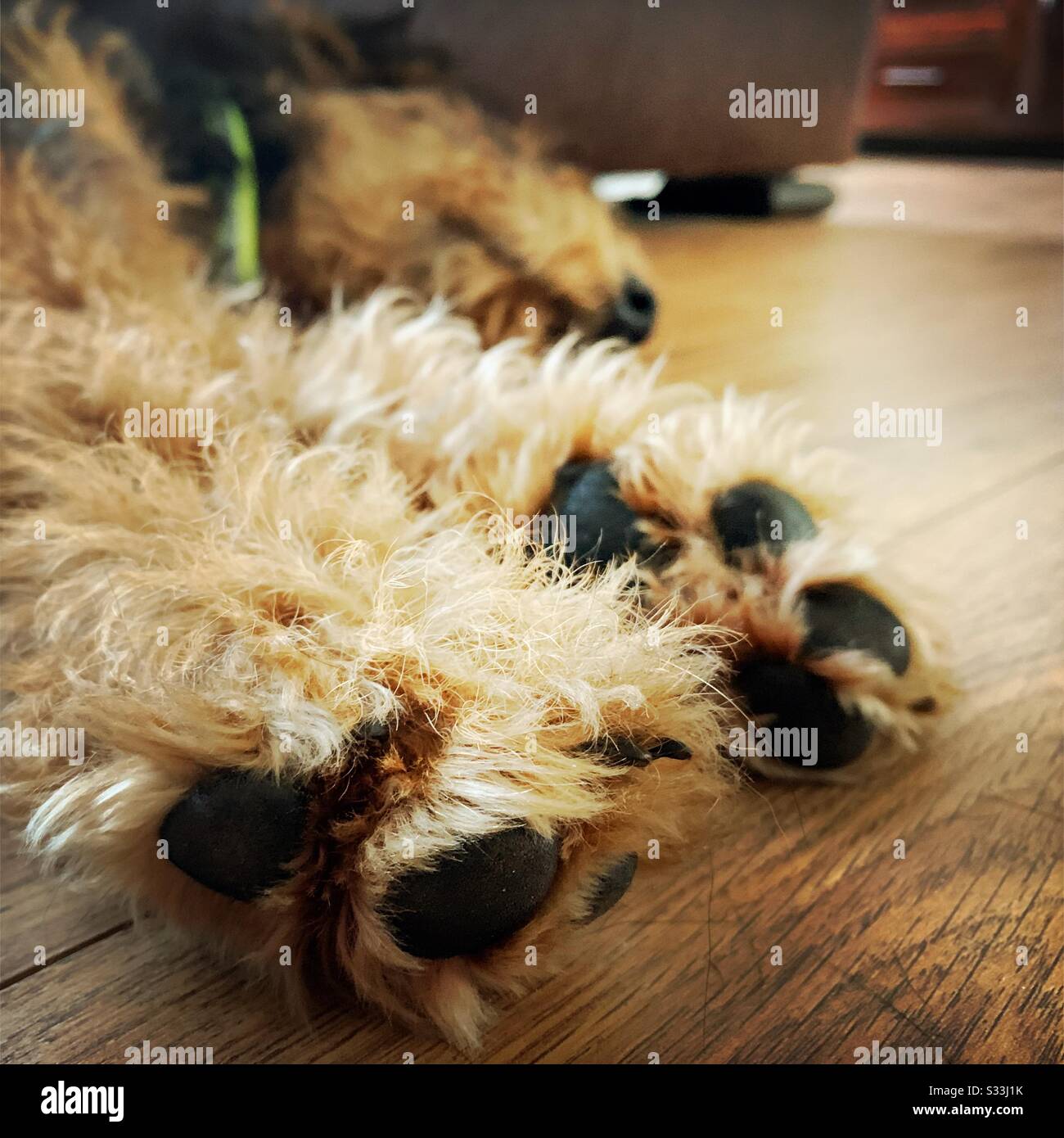 Vue rapprochée sur les deux pattes avant d'un chien d'animal de compagnie endormi Airedale Terrier. 6 mois de chiot mignon endormi sur un plancher de bois. Détails des pads à fourrure, griffes, pieds. Banque D'Images