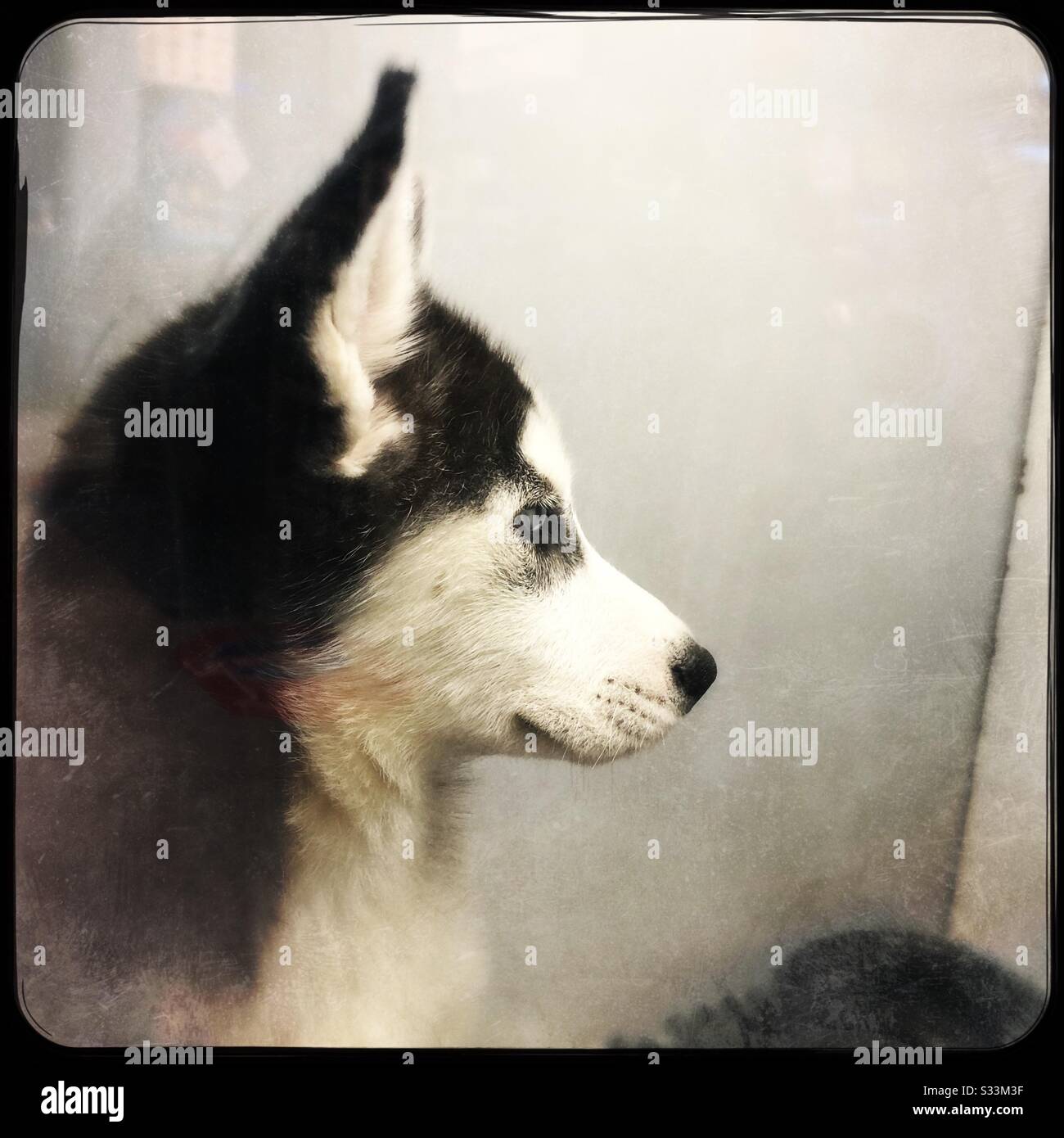 Chiot Husky dans un magasin local d'animaux de compagnie Banque D'Images