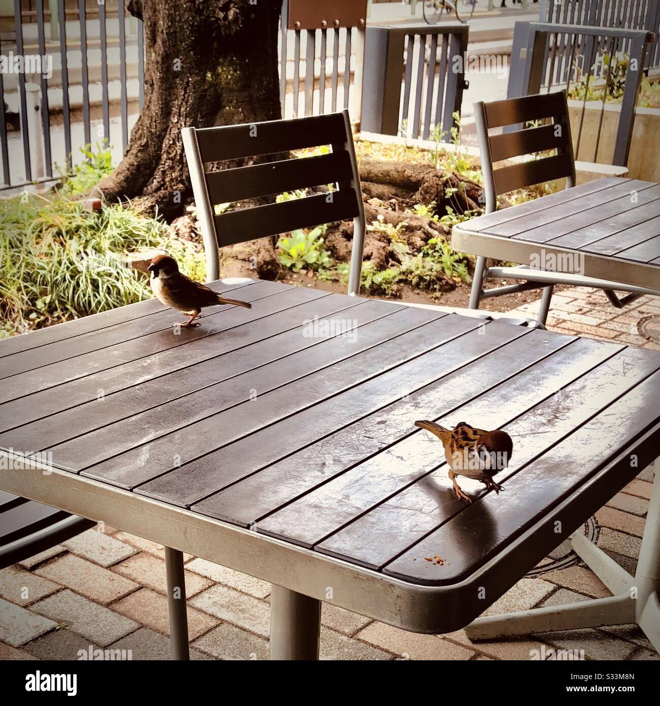 Deux sparrows sur une table à l'extérieur d'un café Banque D'Images