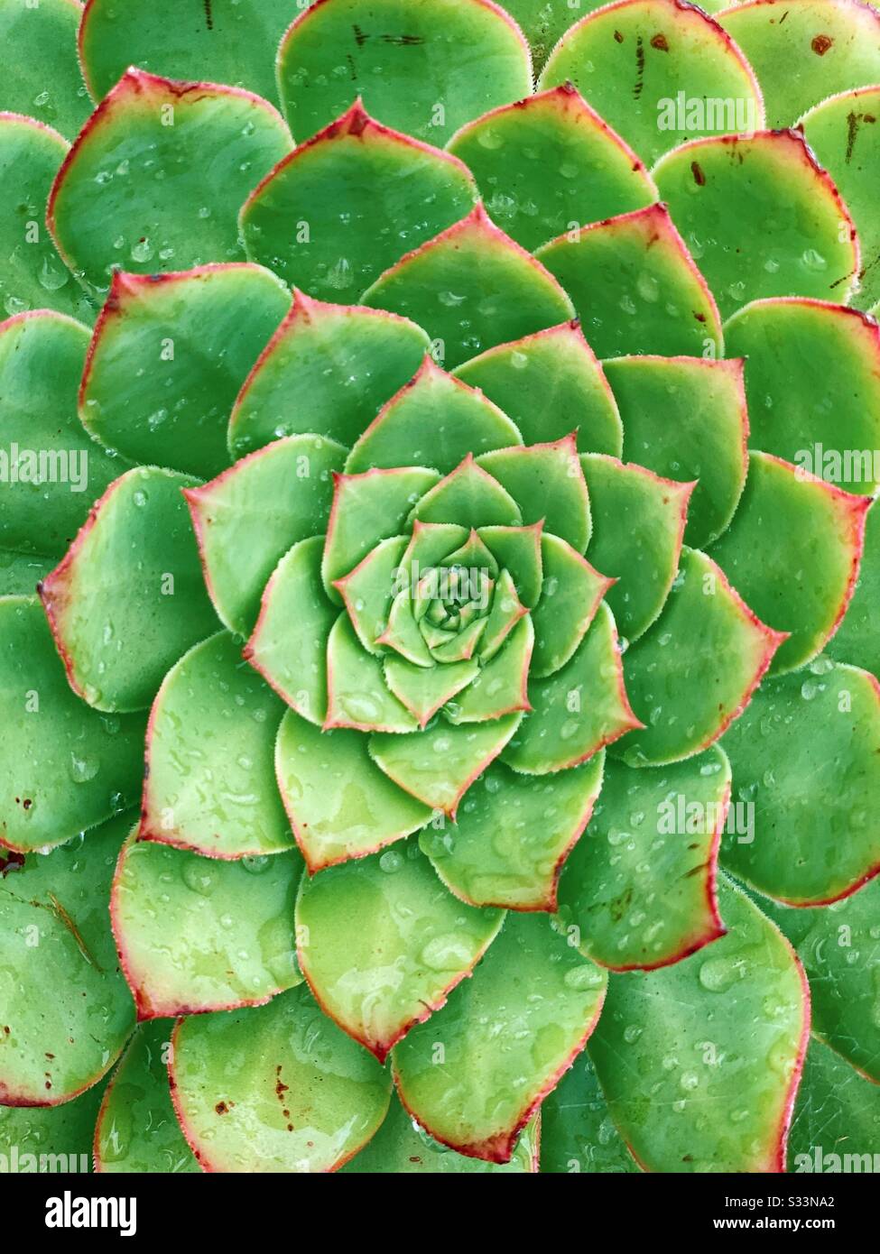 Succulentes après la pluie Banque D'Images