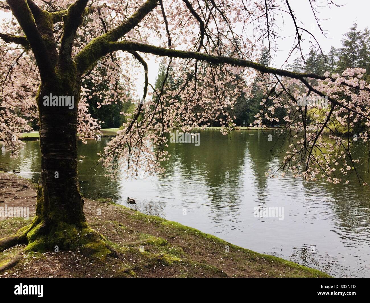 Cerisier en fleurs à côté d'un étang à Vancouver, Canada. - Image de stock capturée avec un smartphone