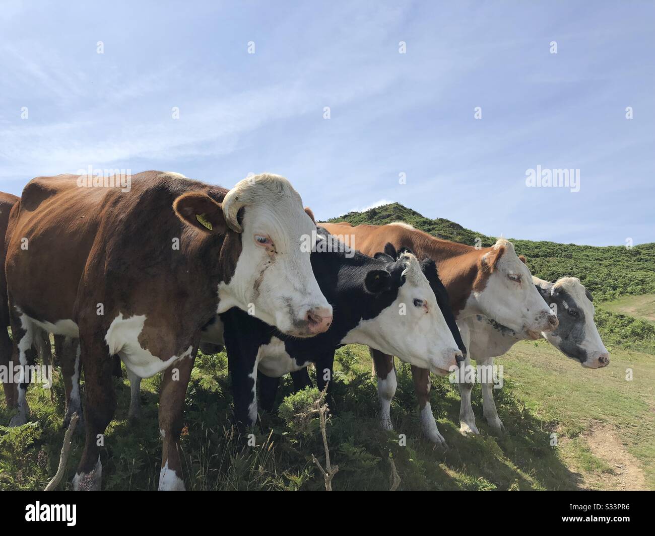 Vaches à Devon - Image de stock capturée avec un smartphone